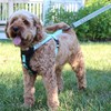 Pawtitas Reflective Padded Dog Harness - Comfortable Control for Walking