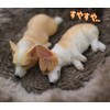 (moin moin) Dog, Dog, Fluffy, with Bed, Dog, Realistic Figure,