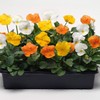Outsidepride 100 Seeds Viola Pansy Panola Citrus Mix Flower Seeds