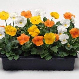 Outsidepride 100 Seeds Viola Pansy Panola Citrus Mix Flower Seeds for Planting