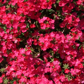 Outsidepride Verbena Rose - 1000 Seeds
