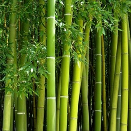 Giant Bamboo Seeds for Planting - 500+ Giant Green Bamboo Seeds Exotic and Fast Growing, Privacy Screen