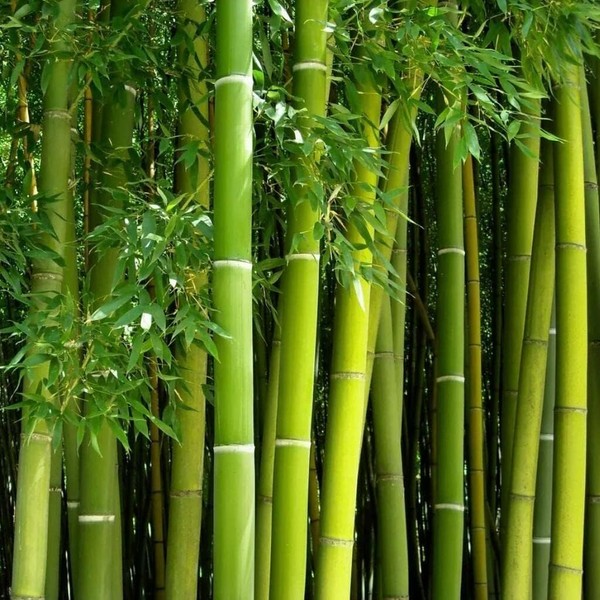 Giant Bamboo Seeds for Planting - 500+ Giant Green Bamboo