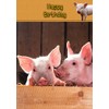 Pig Birthday Card