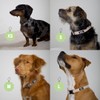 perro collective Dog Collar, Lead and Poop Bag Set, Brown,