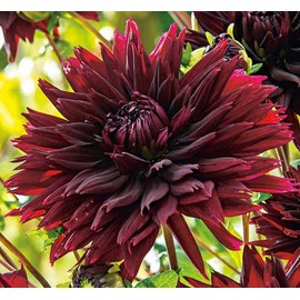 (2) Dahlia Black Torch Flowering Dahlia Bulbs, Plant, Flower, SeedsBulbsPlants&More