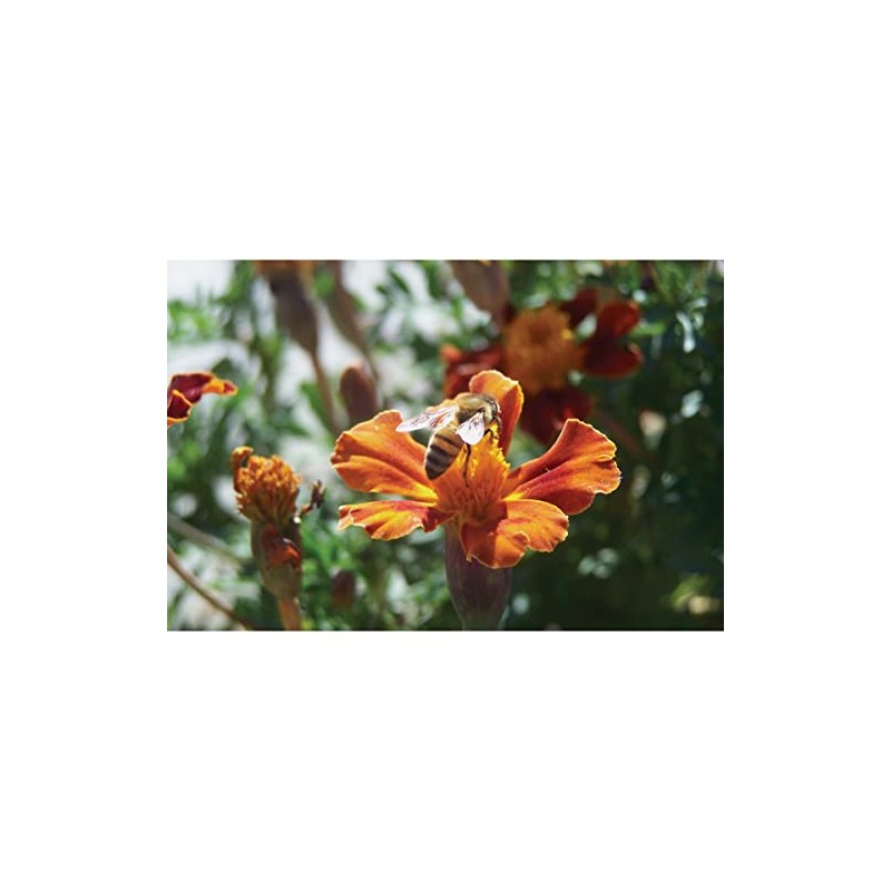 Harvest Lane Honey Feedlq-103 1 Gallon Liquid Bee Feed, 1