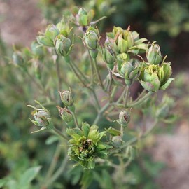 Heirloom Roses Rose Plant - The Green Rose Rose Bush, China Live Plant for Planting Outdoors