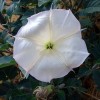 Buy Rare Seeds Datura wrightii | 10_Seeds