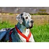 Great Dane Birthday Card