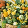 Harvest Wings F1 Hybrid Gourd Seeds - 4 Oz ~3400