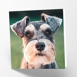 Maturi Schnauzer Photographic Blank Birthday Greetings Card, 15.5 x 15.5 cm