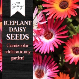 Fresh Iceplant Daisy Seeds 250+ Seeds Daisy Flower, Flower Seeds, Annual Seeds, - Style 1