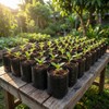 1 3/8 Gallon 50 Pcs Tall Plant Nursery Bags 5.5"