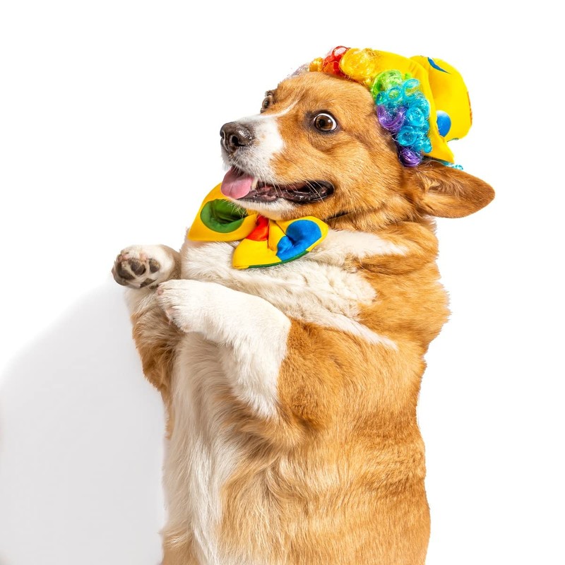 Midlee Clown Dog Costume Hat Wig & Bowtie