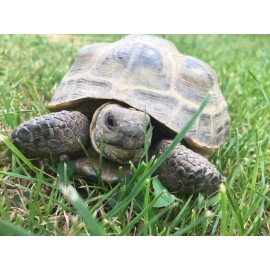 Zellajake Tortoise Grazing Seed Blend - for Leopard & Other Grazer Torts - 282C - 3500 seeds, 1/4 ounce