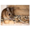 Die Maus im Vogelhaus (Wandkalender 2026 DIN A2 quer), CALVENDO
