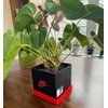 Antho3D Shoebox-Style Planter Pot (Black, White and Red) Indoor Outdoor