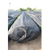 [2024 New Tea] Shine/100g Matsuda Sashima Tea Ibaraki Prefecture First
