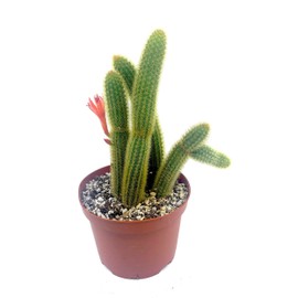 8" Large Golden Rat Tail Cactus-Cleistocactus Winteri-Live Cactus/Succulent Plant. Fully Rooted, Hardy and Drought Tolerate, Easy to Grow.