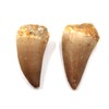 Mosasaur Dinosaur Teeth Fossil Lot of 2#17211