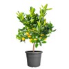 elho Algarve Cilindro 35 cm - Large Outdoor Flower Pot