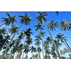 Coconut Palm Tree - Large Live Plant - Cocos Nucifera