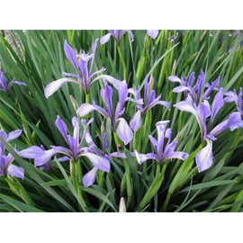 zellajake Rare Flower Seeds 100+ Pcs Iris Blue Flower Seed Ensata Japanese Iris Lactea Decorative Beautiful