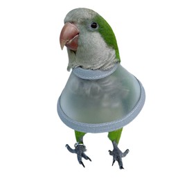 Adjustable Parrot Cone Collar, Safe and Practical Cotton Collar to Prevent Bites and Licking Wounds, to Help heal (2XL)