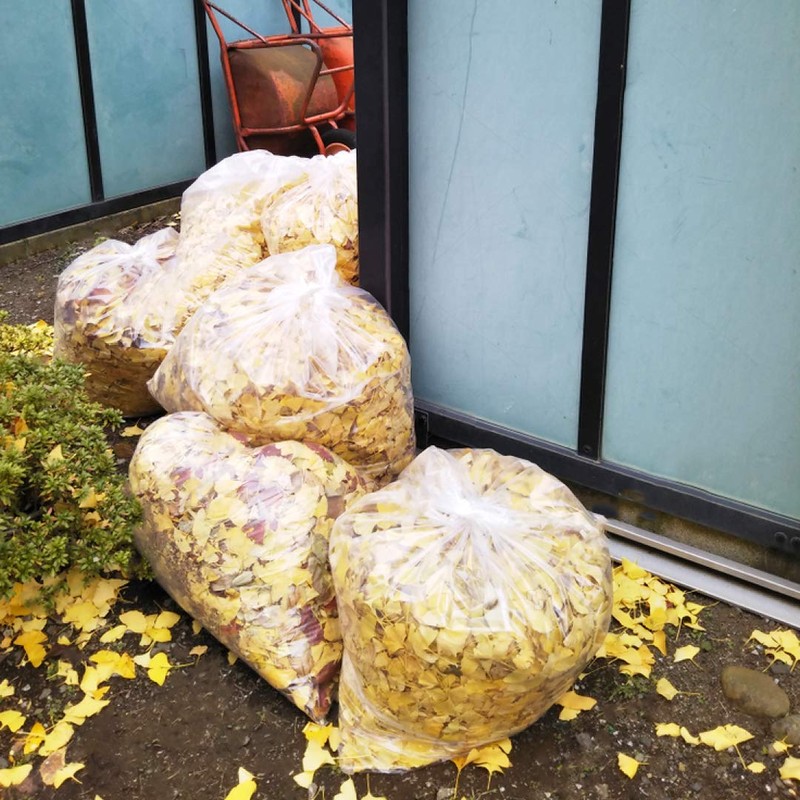 55 Gallon Clear Trash Bags, (50 Bags w/Ties) Large Clear