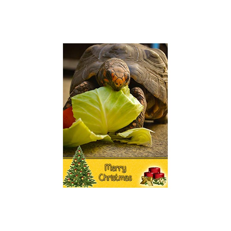 Tortoise Christmas Card 'Merry Christmas' - Special Xmas Card for