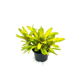 ragnaroc Live Plants – Bromeliad Neoregelia Tigrina, 8-12" in 6" Pot - 1ct - Live Arrival Guaranteed - House Plants for Home Decor & Gift