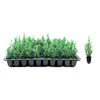 Italian Cypress Tree | 10 Live Seedlings | Cupressus Sempervirens