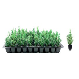 Italian Cypress Tree | 10 Live Seedlings | Cupressus Sempervirens | Formal Elegant Mediterranean Style Plants