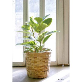 Ohashi Shinji Shoten 13-246 Pot Cover Rattan Basket, Natural, Approx. φ9.4 x H7.9 inches (24 x 20 cm)