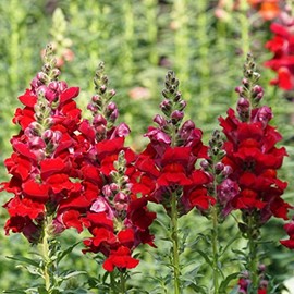 Snapdragon Seeds - Defiance - 1 Ounce - Red Flower Seeds, Attracts Bees, Attracts Butterflies, Attracts Hummingbirds, Attracts Pollinators, Easy to Grow & Maintain, Edible, Fragrant, Container