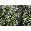 Health Embassy Speedwell Herb (Veronica Officinalis – Veronicae Herba) (100g)