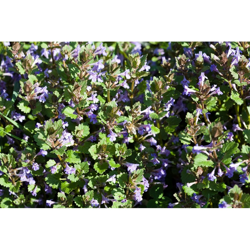 Health Embassy Speedwell Herb (Veronica Officinalis – Veronicae Herba) (100g)
