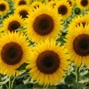 Sunflower Seeds ‘Alto Giallo’ – Tall Bright Yellow Flowers –