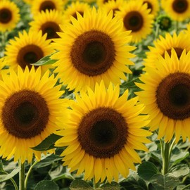 Sunflower Seeds ‘Alto Giallo’ – Tall Bright Yellow Flowers – Easy to Grow Annual Garden Flower