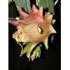ORGANICO DRAGON FRUIT CUTTINGS 8-14 Inches check the description