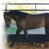 Professional's Choice Lunging Buddy