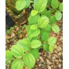 dried Sidr leaves,lote Leaves Ruqyah, Roqya, Destroy Magic and Evil