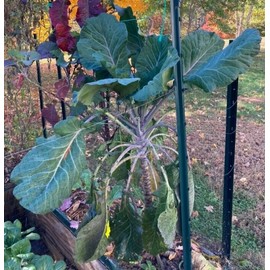 LONGHEAD COLLARD GREEN (AFRICAN TREE COLLARD HYBRID-LONGHEA
