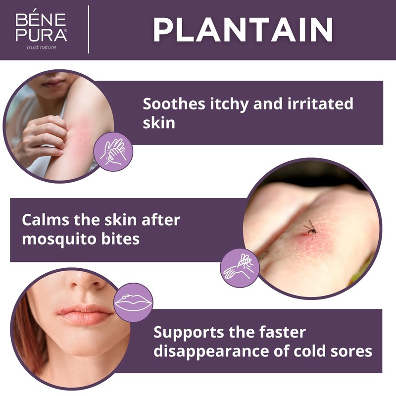 Bene Pura Trust Nature BenePura Plantain Ointment, Natural Ointment for