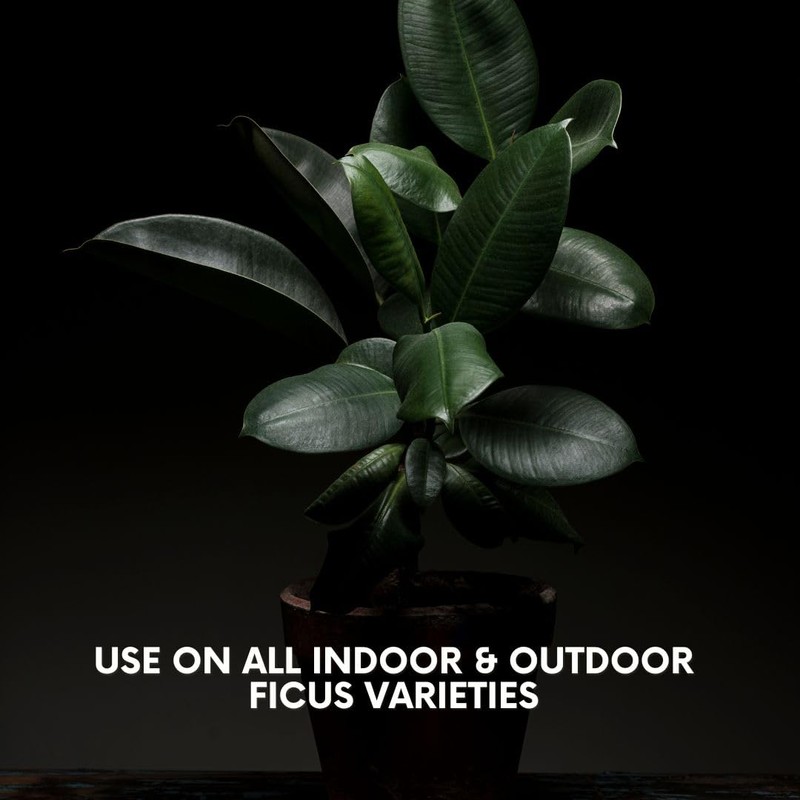 Lush Leaf | Plant Food (Ficus)