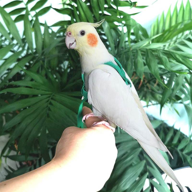 ASOCEA Adjustable Bird Harness Leash,Parrot Harness Leash Pet Anti-bite Training
