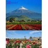 Tónico Facial Agua De Rosas De Atlixco + Vitamina C