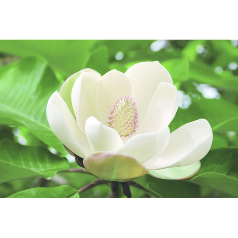 rioヴxerite Balance Control Cleansing G