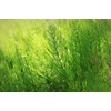 Lowhill Valley Horsetail - Cut and Dried Equisetum Arvense -